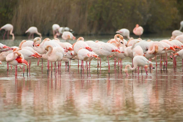 Die Schönen Großen Flamingos See Bei Tageslicht — Stockfoto