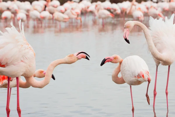 Die Schönen Großen Flamingos See Bei Tageslicht — Stockfoto