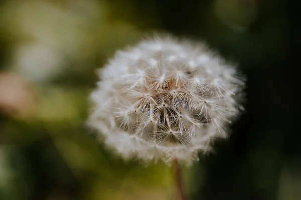 Une Boule Pissenlit Moelleuse Dans Champ — Photo