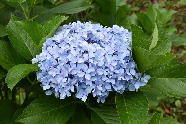 蓝花的特写花园中蓝花的特写 — 图库照片