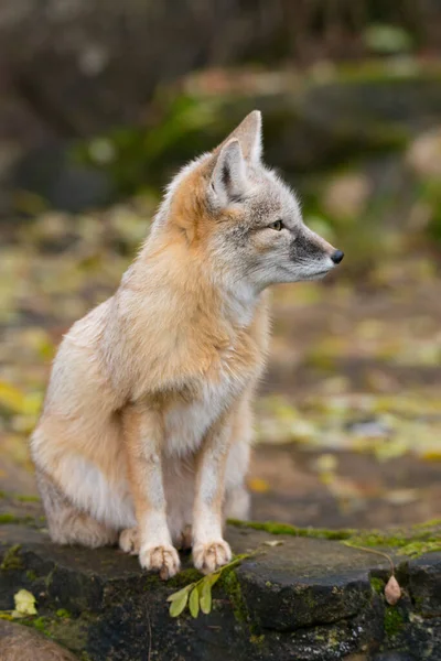 Een Verticaal Close Van Een Corsac Vos Het Bos — Stockfoto