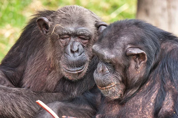 Plan Rapproché Deux Chimpanzés Pan Troglodytes Essayant Manger Fruit Tropical — Photo