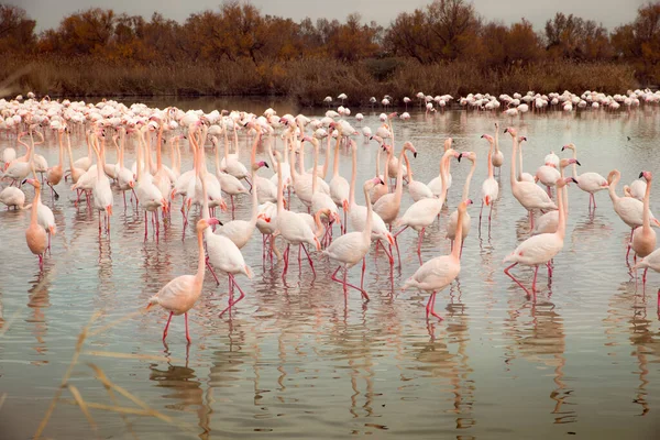 Los Hermosos Flamencos Mayores Lago Luz Del Día — Foto de Stock