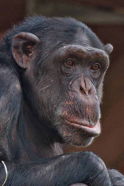 Portrait Rapproché Chimpanzé Pan Troglodytes Assis Regardant Ailleurs — Photo