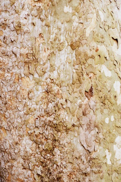 Ağaç Gövdesi Yüzeyine Yakın Çekim — Stok fotoğraf