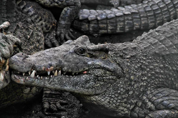 Egy Krokodil Közelsége Medencében — Stock Fotó