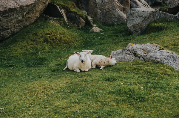 山の下の牧草地にあるノルウェーの羊 — ストック写真