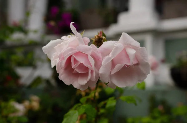 Een Bloeiende Rose Rozen Een Tuin Voor Een Gebouw — Stockfoto