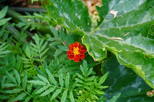 Eine Nahaufnahme Von Ringelblume Ist Durch Das Gebüsch Garten Sehen — Stockfoto