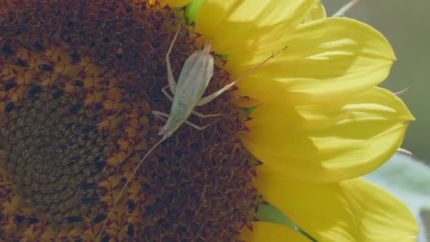 Primer Plano Imágenes Error Sentado Girasol — Vídeo de stock