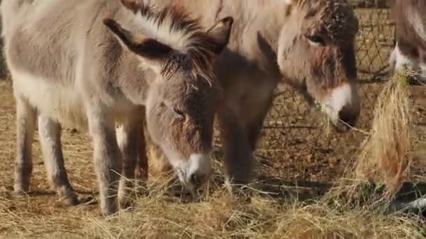 Zbliżenie Ujęcie Uroczej Kozy Farmie — Wideo stockowe