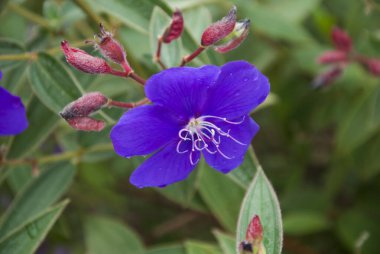 Small flower in the mountains of Guatemala, organic plant. Tibouchina granulosa. clipart