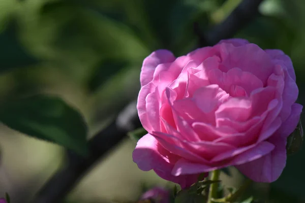 Primo Piano Una Rosa Ibrida Fiore — Foto Stock