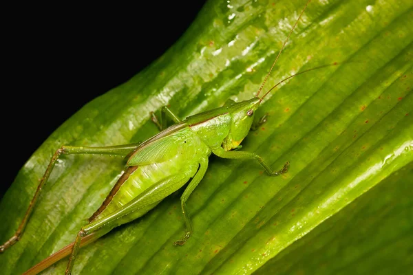 Enfoque Selectivo Saltamontes Verdes Hoja Verde —  Fotos de Stock