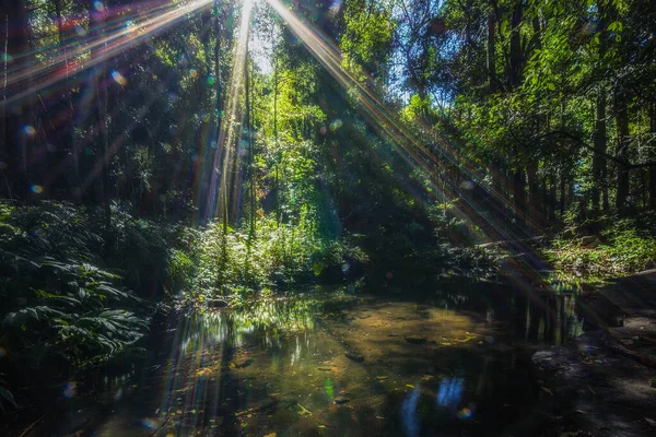 深い森の中の風景を池で撮影し その上に太陽の光を反射 — ストック写真