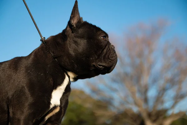 Entzückende Schwarze Französische Bulldogge Porträt Freien — Stockfoto