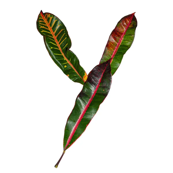 색채가 크로톤 잎으로 디자인 글자는 생태학 — 스톡 사진