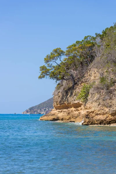 Ett Träd Sandklippan Med Havet Bakgrunden — Stockfoto