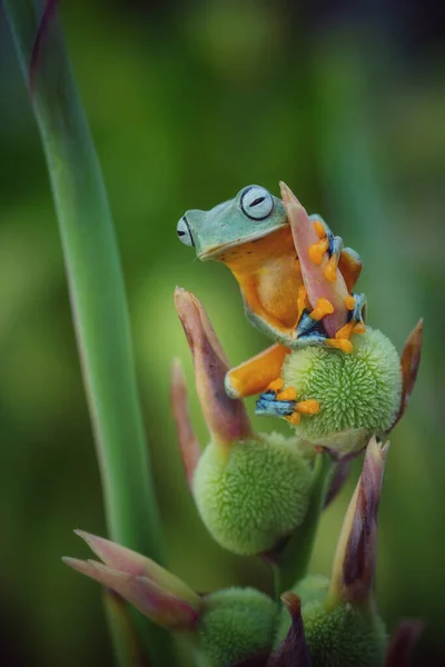 Primer Plano Del Pequeño Colorido Rana Con Fondo Borroso — Foto de Stock