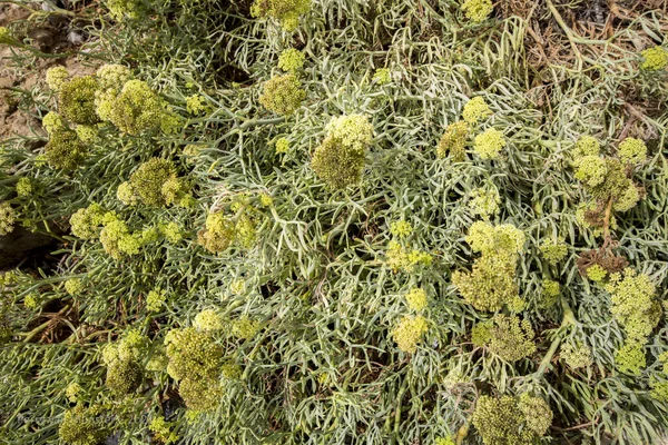 Каменный Самфир Съедобные Дикие Растения Каменный Укроп Crithmum Maritimum Море — стоковое фото