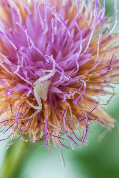 Bílý Hrbatý Krabí Pavouk Thomisus Onustu Maltském Skalním Květu Cheirolophus — Stock fotografie