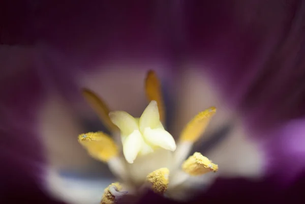 Tulipán Květiny Dárek Valentýn Znamení Lásky Romantické Detail Liliaceae Guatemale — Stock fotografie