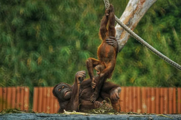 Anne Bebek Maymunlar Arka Planı Bulanık Hayvanat Bahçesinde Oynuyorlar — Stok fotoğraf