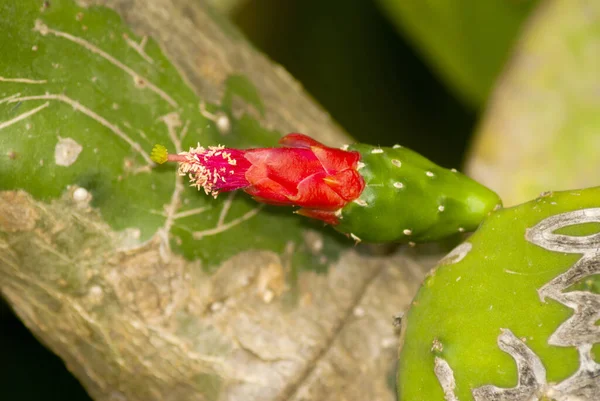 Liście Kwiaty Owoce Opuntia Ficus Indica Ogrodzie Gwatemali Zwanym Również — Zdjęcie stockowe