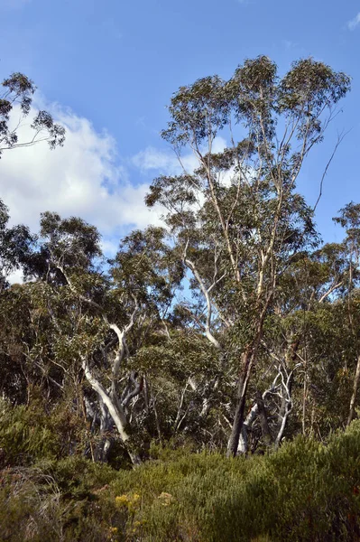 Eucalyptusbomen Langs Centennial Glen Walking Trail Blue Mountains Van Australië — Stockfoto