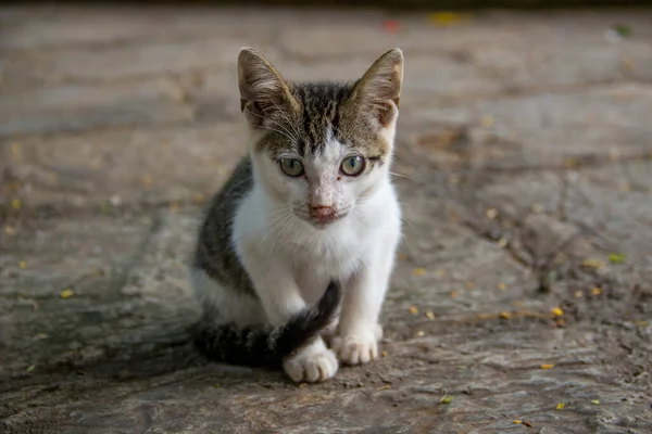 Close Gatinho Bonito Sentado Uma Calçada — Fotografia de Stock