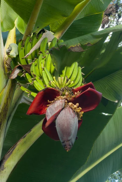 Bananas Tropicais Uma Bananeira Guatemala Musa Paradisiaca — Fotografia de Stock