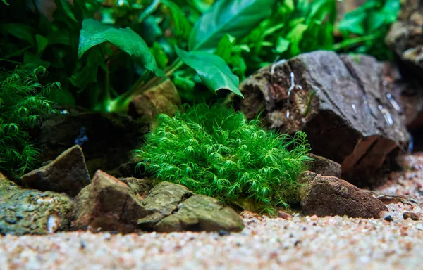 Ein Frisches Fissidens Fontanus Phönix Moos Aquascape Aquarium Liegt Sand — Stockfoto