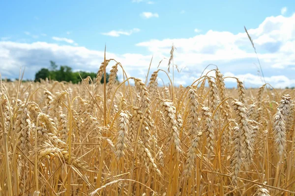 Närbild Ett Gyllene Vetefält Solig Dag Jordbrukarbegreppet Mogna Korn Redo — Stockfoto