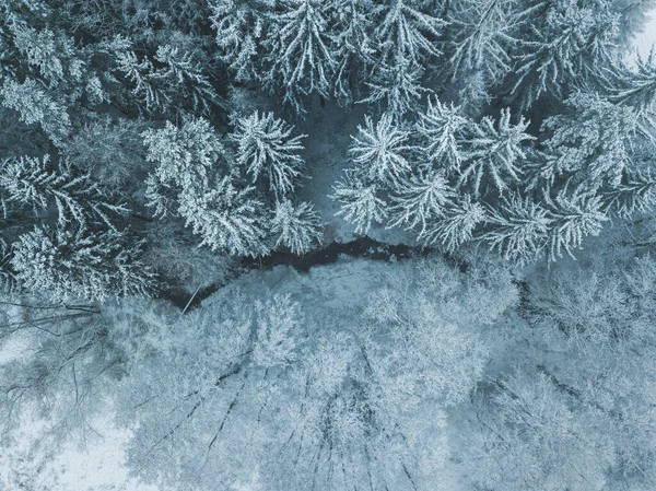 Textura Simples Uma Floresta Branca Cima — Fotografia de Stock