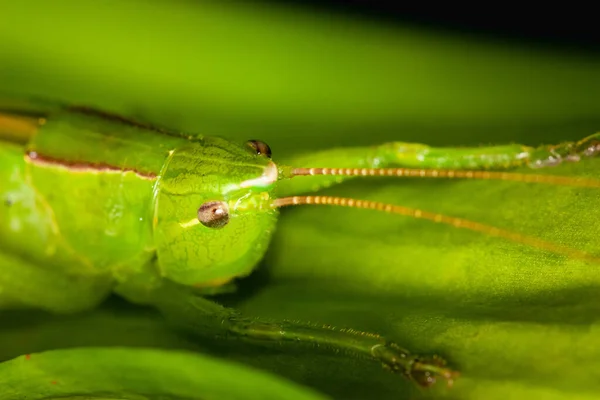 Yeşil Yapraklı Yeşil Çekirgenin Seçici Odak Noktası — Stok fotoğraf