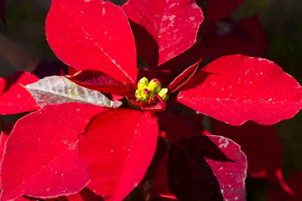 Euphorbia Pulcherrima Guatemala Pascua Flores Planta Navidad —  Fotos de Stock