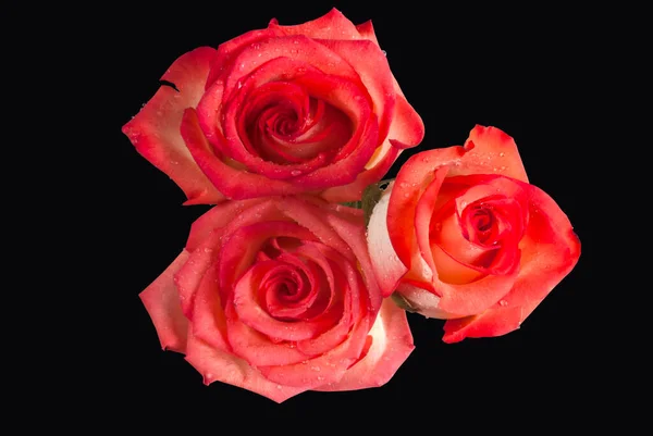 Růže Červenající Růžová Broskev Barevné Okvětní Lístky Kvete Izolované Tmavě — Stock fotografie