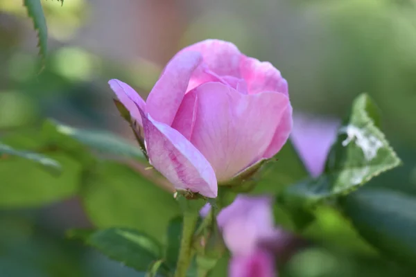 Closeup Shot Blooming Hybrid Tea Rose — Stock Photo, Image