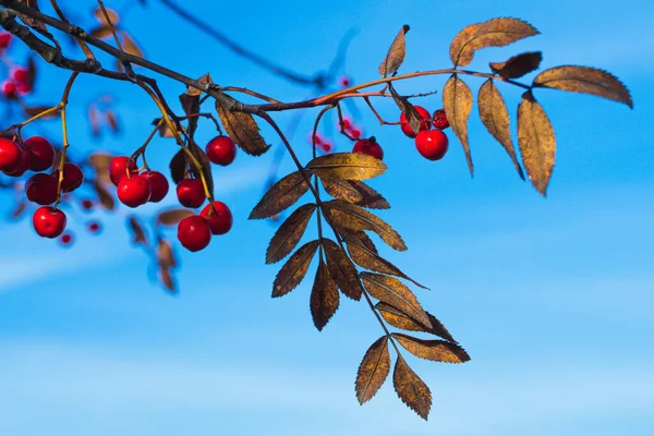 Foco Seletivo Frutas Rowan Galhos Árvores Contra Fundo Turvo — Fotografia de Stock