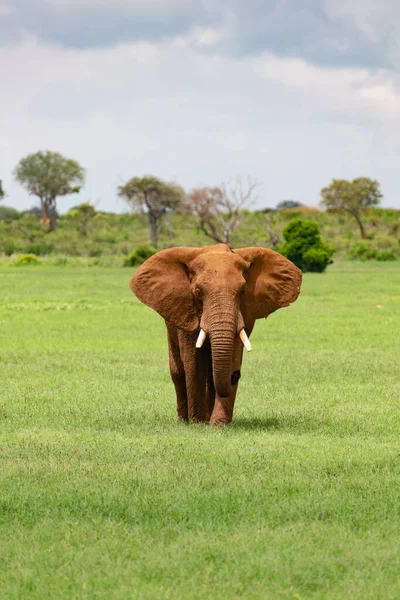 Ein Großer Elefant Auf Dem Feld Mit Den Bäumen Hintergrund — Stockfoto