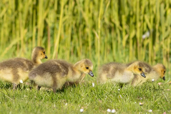 Adorável Bonito Kuban Gansos Grama Verde — Fotografia de Stock