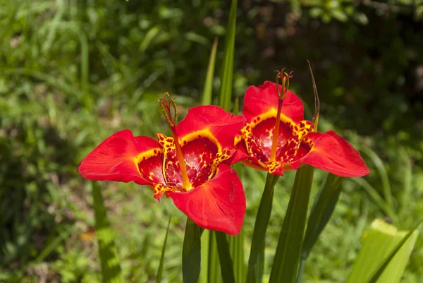 Vörös Tigridia Pavónia Speciosa Iridaceae Család Közép Amerika — Stock Fotó