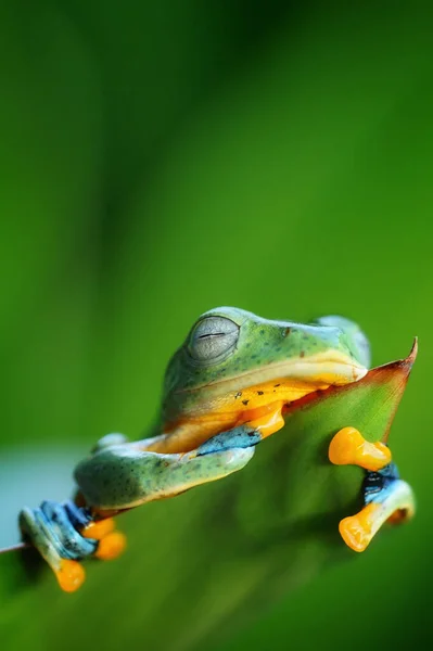 Gros Plan Petit Coloré Grenouille Avec Fond Flou — Photo