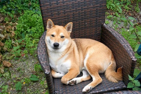 Egy Gyönyörű Shiba Inu Széken Természetben — Stock Fotó