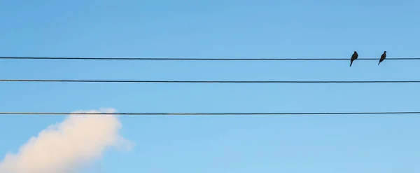 背景に青い空のワイヤーに座っている小さな鳥 — ストック写真