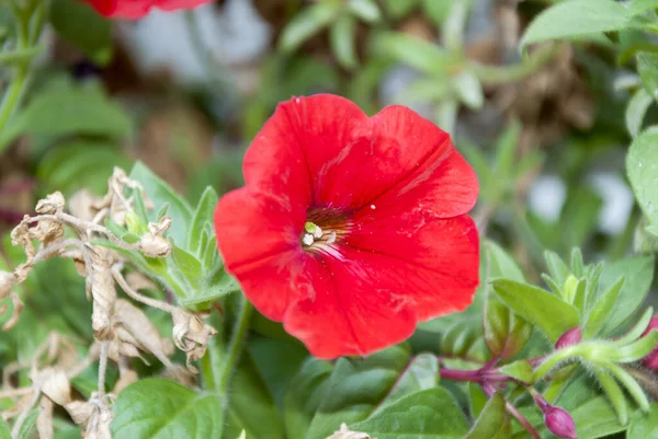 Cultivar Fleurs Annuelles Pétunia Dans Jardin Été Guatemala — Photo