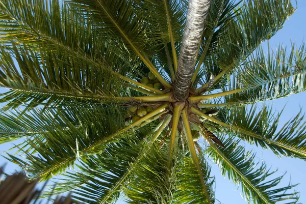 Fundo Natural Palmeira Baixo — Fotografia de Stock