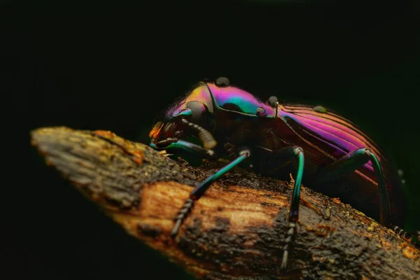 黒い背景をした虫のクローズアップ — ストック写真