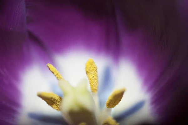 Tulipán Květiny Dárek Valentýn Znamení Lásky Romantické Detail Liliaceae Guatemale — Stock fotografie