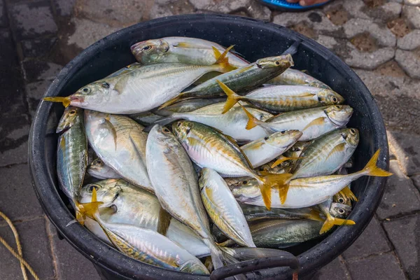 Vendite Pesce Appena Pescato Direttamente Strada — Foto Stock